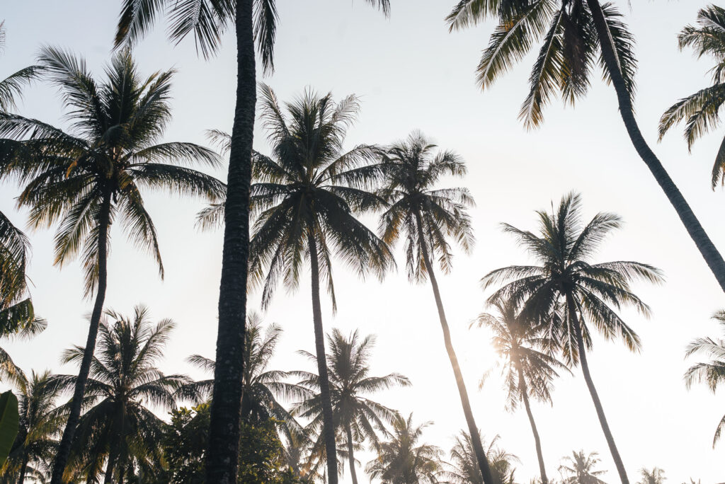 20250803 kombaliride 33