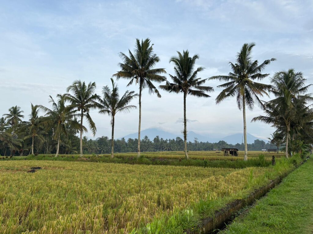 whatsapp image 2025 12 15 at 19.32.13